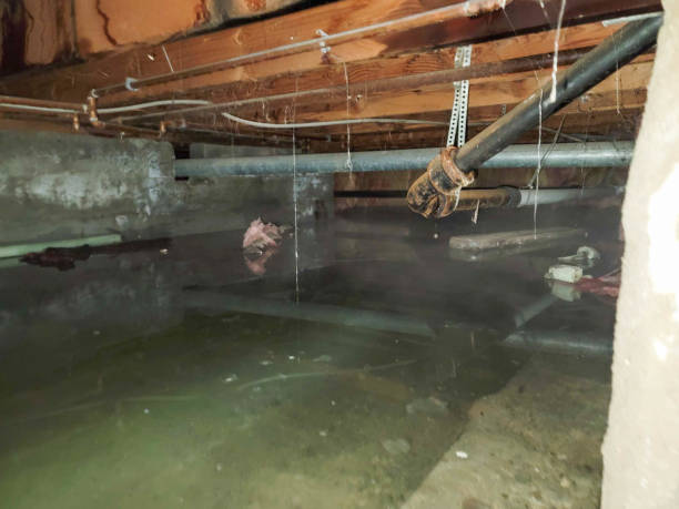 Best Mold removal after water damage  in Ko Olina, HI